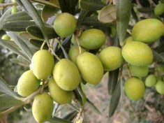 L’olio extravergine d’oliva abruzzese