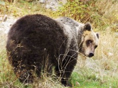 L’orso Sandrino è morto a 33 anni