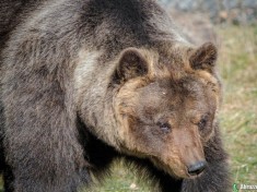 Morta l’orsa Lauretta nel Parco Nazionale d’Abruzzo, Lazio e Molise