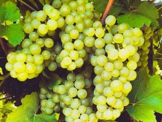 Il Pecorino vino autoctono d’Abruzzo e Marche