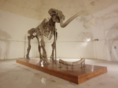 Mammut ritrovato settant’anni fa nell’Aquilano