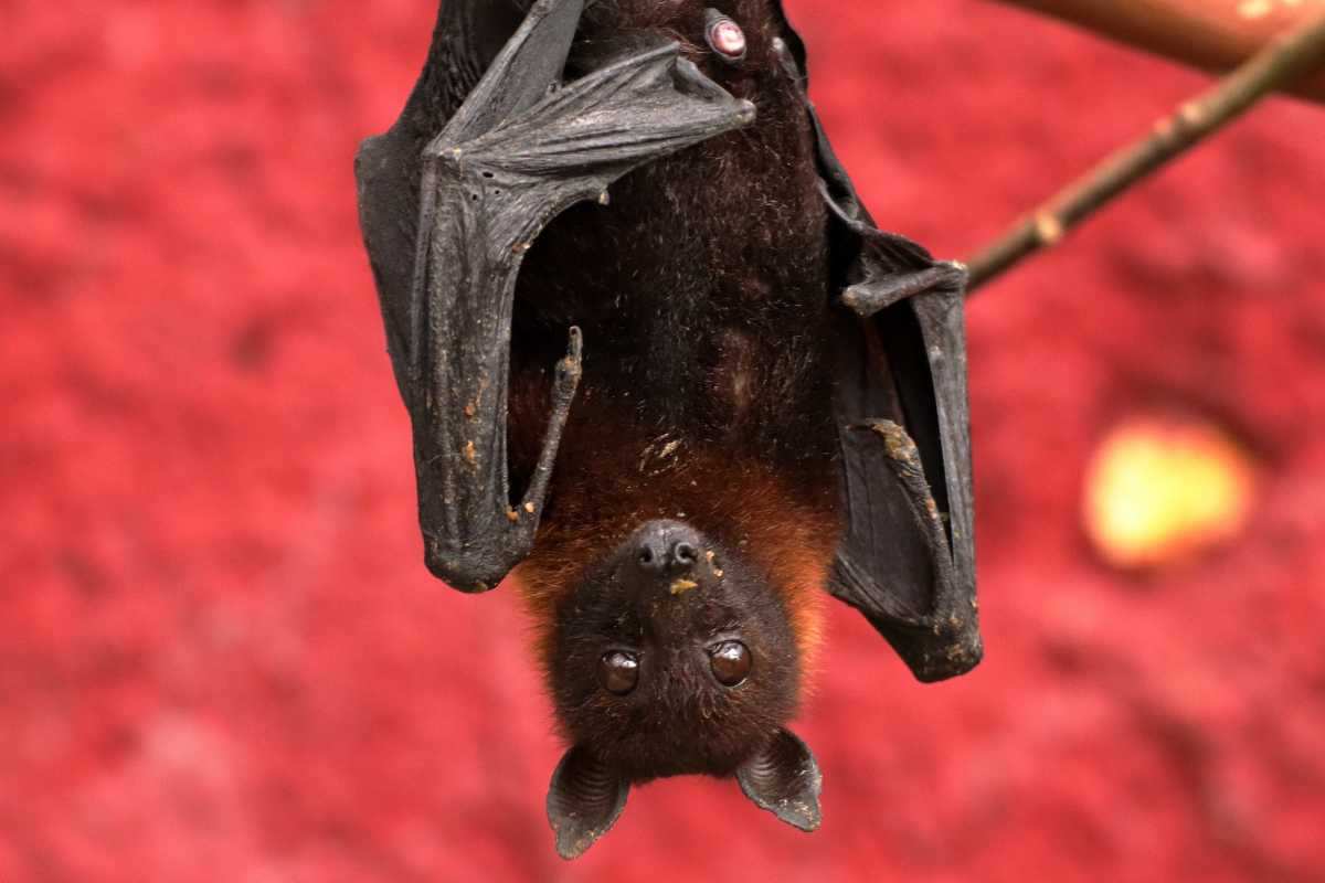 Problema Pipistrello